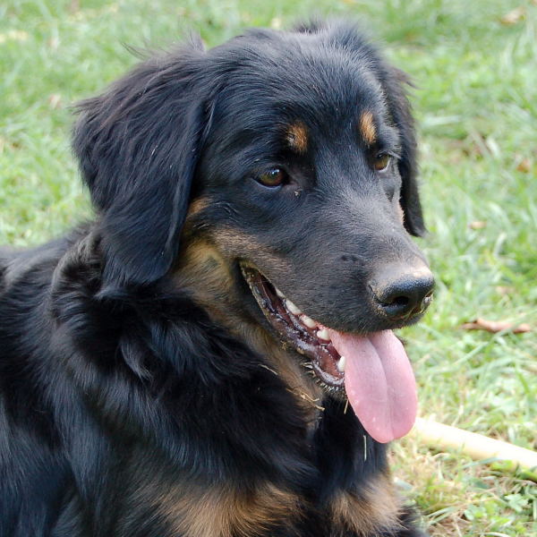 Jemie vom britzer garten