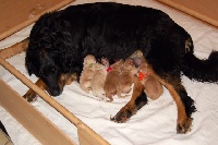 CHIOT Blond
