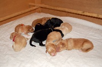 CHIOT