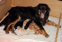 CHIOT Noir et Feu